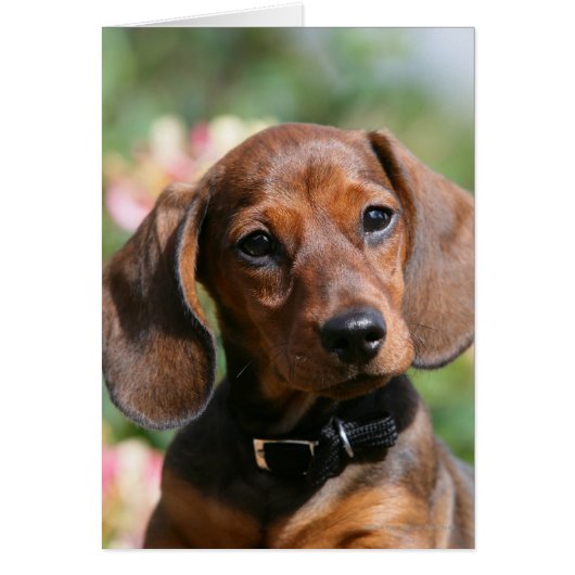 Tan Miniture Dachshund Cards (Front)