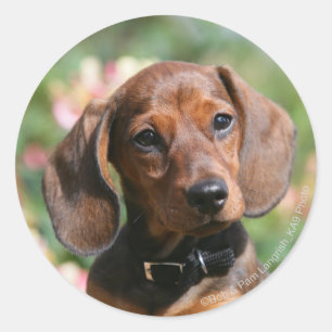 Tan Miniture Dachshund Classic Round Sticker