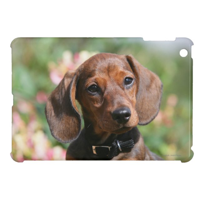 Tan Miniture Dachshund Cover For The iPad Mini (Back Horizontal)
