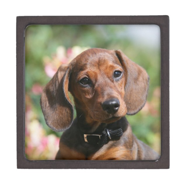 Tan Miniture Dachshund Jewelry Box (Front)