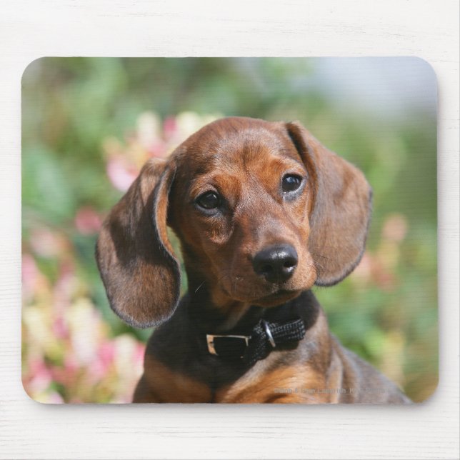 Tan Miniture Dachshund Mouse Pad (Front)