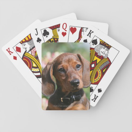 Tan Miniture Dachshund Poker Cards