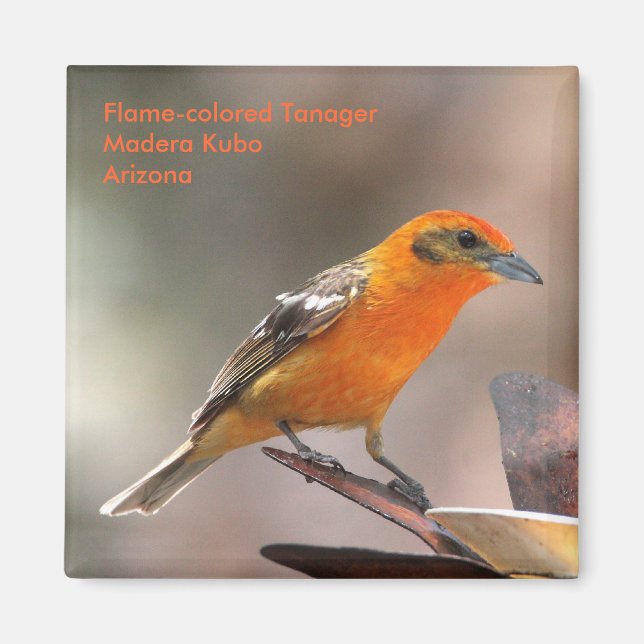tanager magnet (Front)
