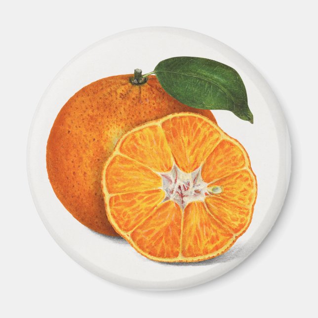 Tangerine Magnet (Front)