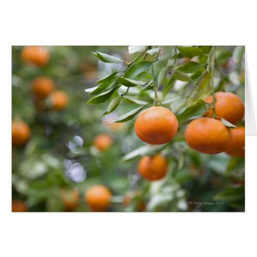 Tangerines hanging in tree cards (Front Horizontal)