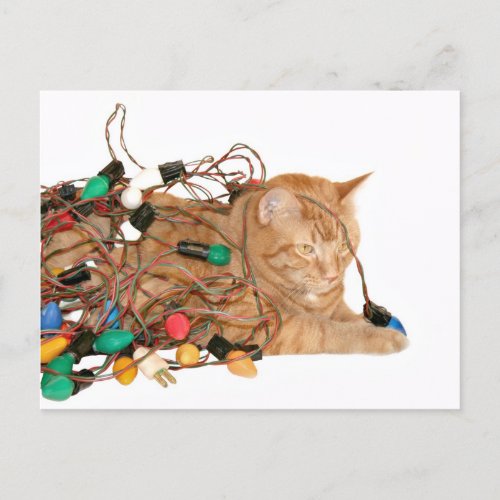 Tangled Christmas kitty Holiday Postcard