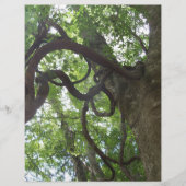 tangled old grapevines in tree (Front)