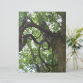 tangled old grapevines in tree (Standing Front)