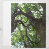 tangled old grapevines in tree (Front/Back)