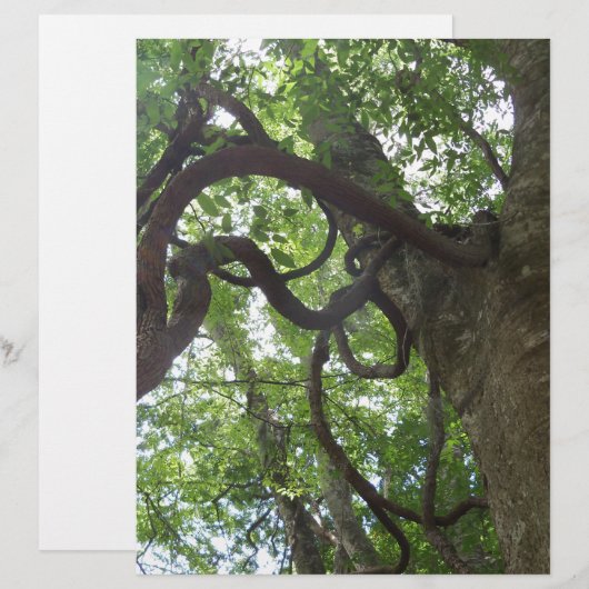 tangled old grapevines in tree (Front/Back)