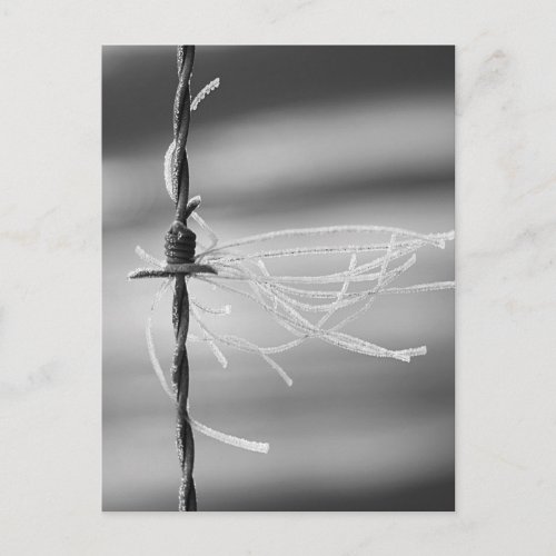 Tangled Threads _ Barb Wire Still Life Photograph Postcard