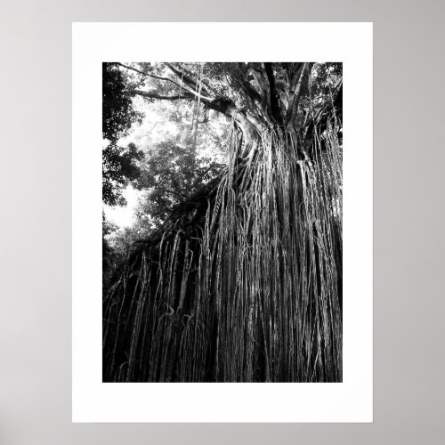 Tangled Tree Australia Black and White Photography Poster