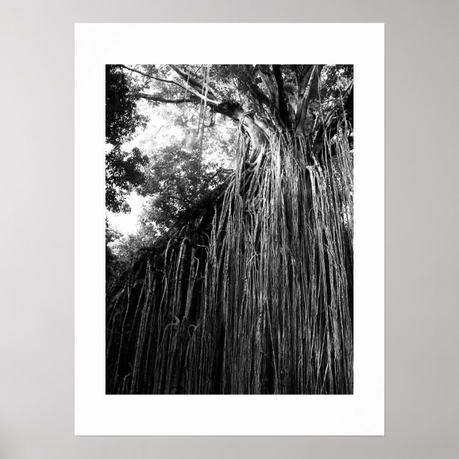 Tangled Tree Australia Black and White Photography Poster (Front)