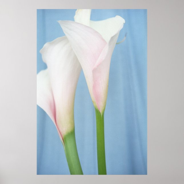 Tango White Calla Lilies Photo Poster Art Print (Front)