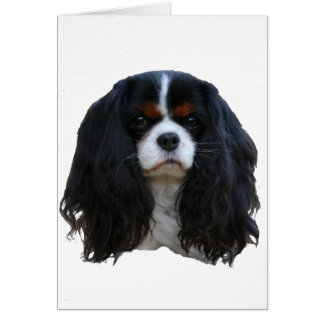 Tansy Cards