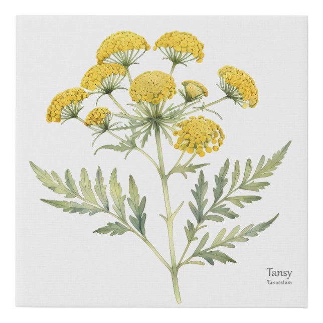 Tansy Plant Illustration Faux Canvas Print (Front)
