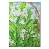 Tantalus White Ginger (Front)