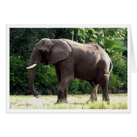 Tantor (Front Horizontal)