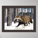 Tanuki - Raccoon Dog Poster at Zazzle