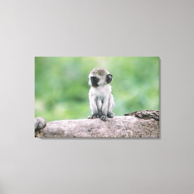 Tanzania, Ngorogoro Crater. Close-up of wild Canvas Print (Front)