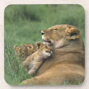 Tanzania, Ngorongoro Crater. African lion mother Beverage Coaster