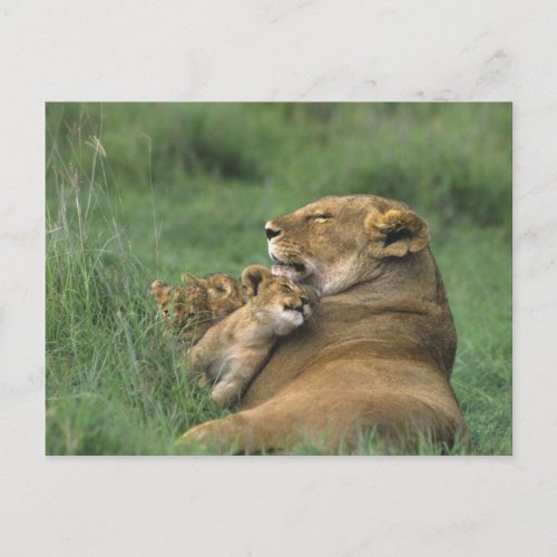 Tanzania Ngorongoro Crater African lion mother Postcard