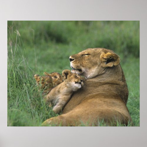 Tanzania Ngorongoro Crater African lion mother Poster