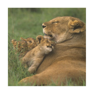Tanzania, Ngorongoro Crater. African lion mother Wood Wall Decor