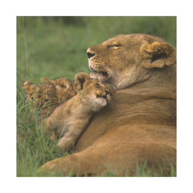 Tanzania, Ngorongoro Crater. African lion mother Wood Wall Decor (Front)