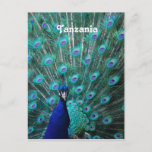 Tanzania Peacock Postcard