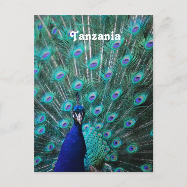Tanzania Peacock Postcard (Front)