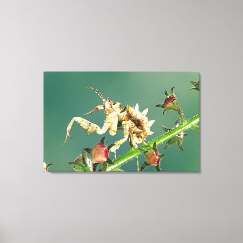 Tanzanian Flower Mantis Pseudocreboter Canvas Print