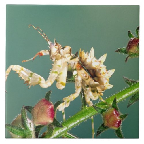 Tanzanian Flower Mantis Pseudocreboter Ceramic Tile