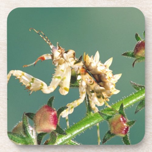 Tanzanian Flower Mantis Pseudocreboter Coaster