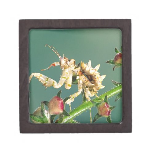 Tanzanian Flower Mantis Pseudocreboter Jewelry Box