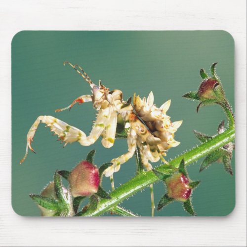 Tanzanian Flower Mantis Pseudocreboter Mouse Pad