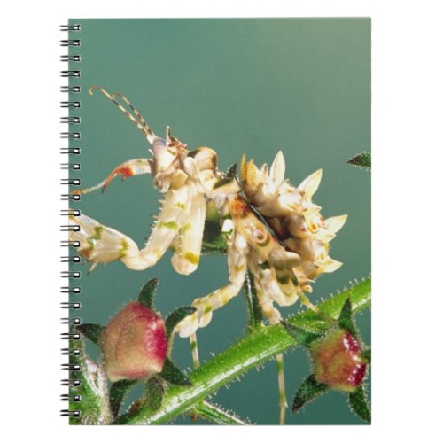 Tanzanian Flower Mantis Pseudocreboter Notebook