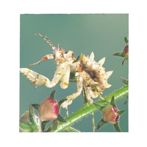 Tanzanian Flower Mantis Pseudocreboter Notepad