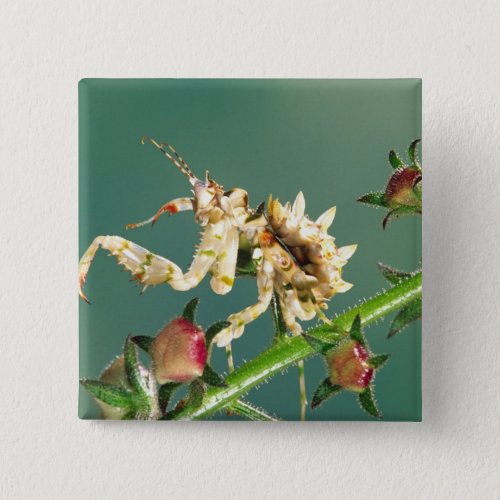 Tanzanian Flower Mantis Pseudocreboter Pinback Button