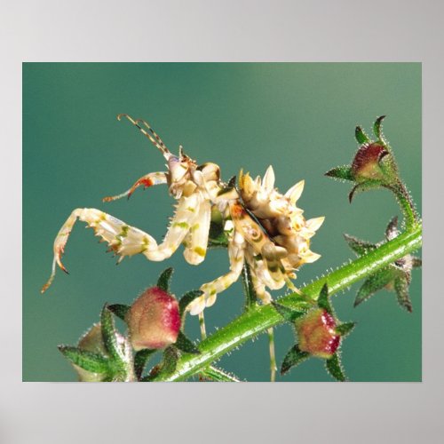 Tanzanian Flower Mantis Pseudocreboter Poster