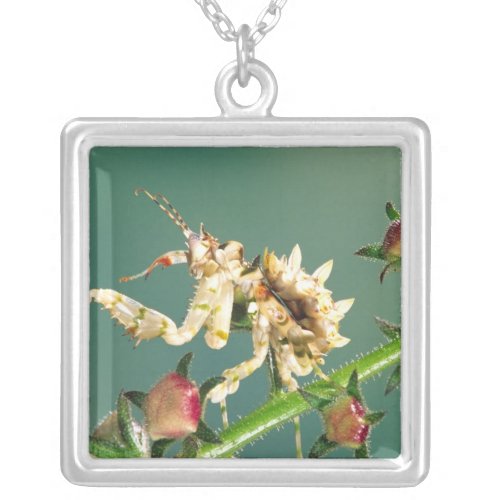 Tanzanian Flower Mantis Pseudocreboter Silver Plated Necklace