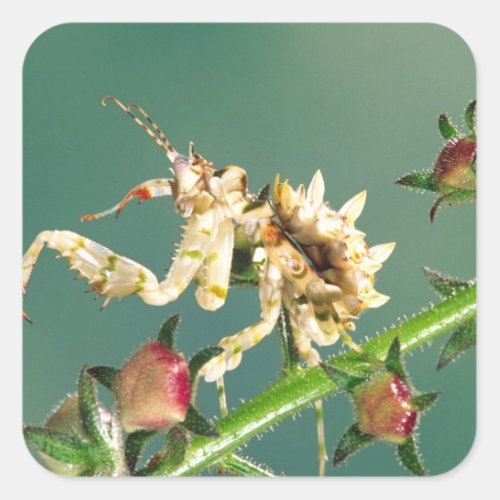 Tanzanian Flower Mantis Pseudocreboter Square Sticker