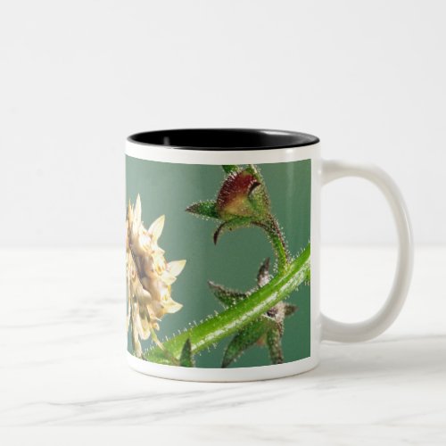 Tanzanian Flower Mantis Pseudocreboter Two_Tone Coffee Mug