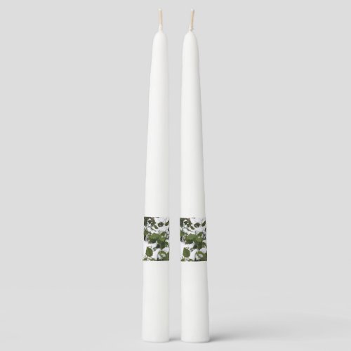 Taper Candles _ Holly and Snow
