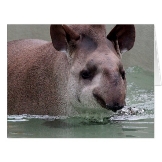 Tapir_2015_0101 Cards (Front Horizontal)
