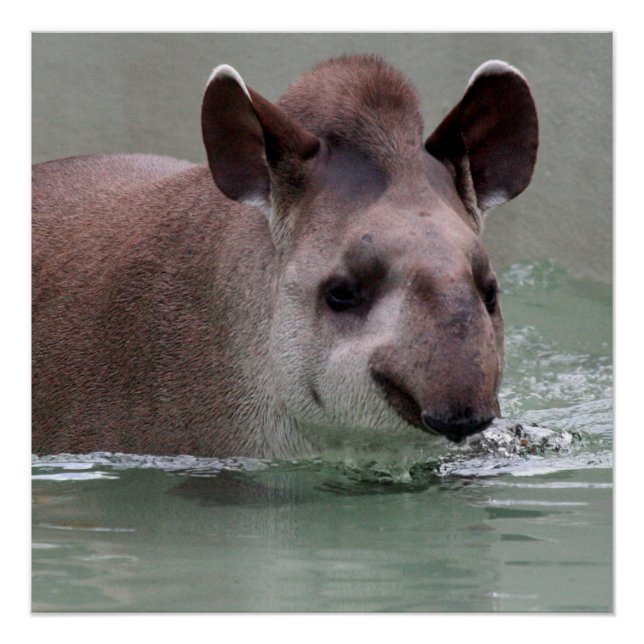 Tapir_2015_0101 Poster (Front)