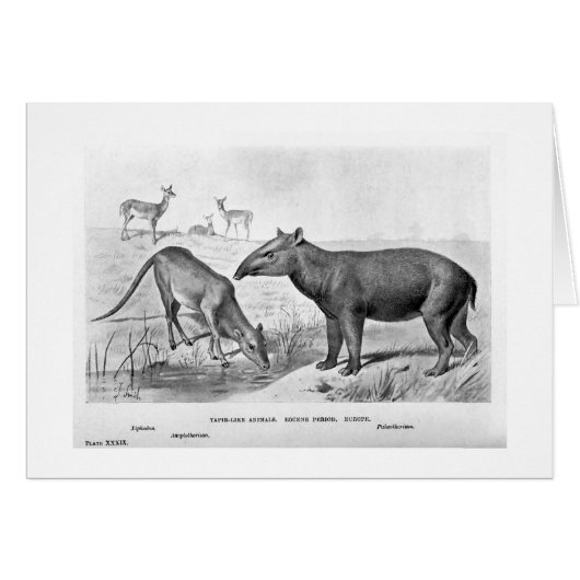 Tapir-like animals art card (Front Horizontal)