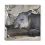 Tapir Magnet