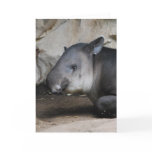 Tapir Note Card