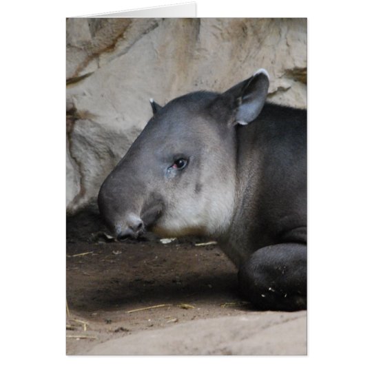 Tapir Note Card